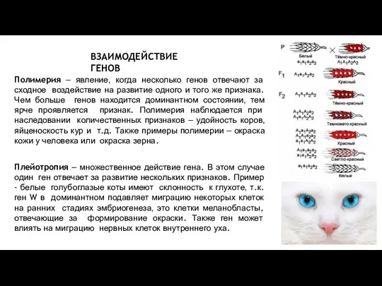 Полимерия – явление, когда несколько генов отвечают за сходное воздействие