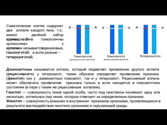 Соматические клетки содержат два аллеля каждого гена, т.к. имеют двойной