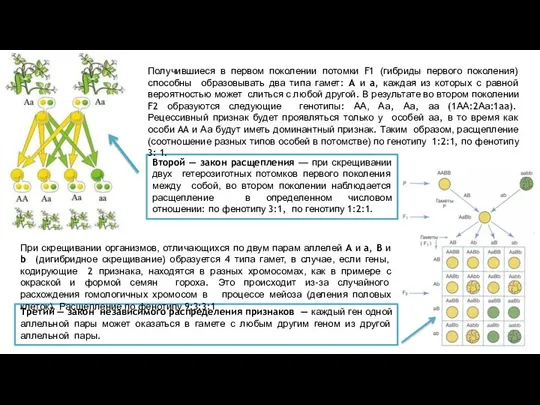 Второй — закон расщепления — при скрещивании двух гетерозиготных потомков