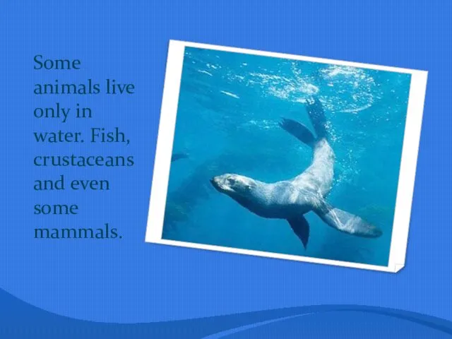 Some animals live only in water. Fish, crustaceans and even some mammals.