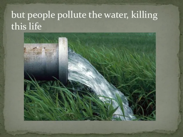 but people pollute the water, killing this life