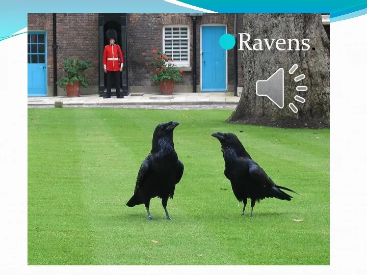 Ravens.