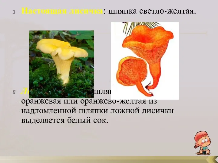 Настоящая лисичка: шляпка светло-желтая. Ложная лисичка: шляпка красновато-оранжевая или оранжево-желтая