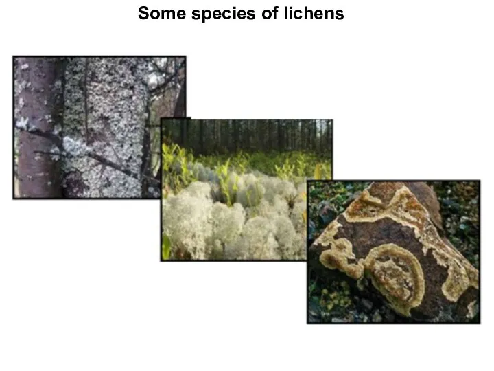 Some species of lichens