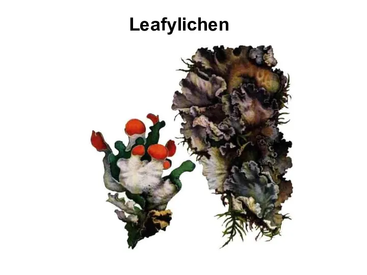 Leafylichen