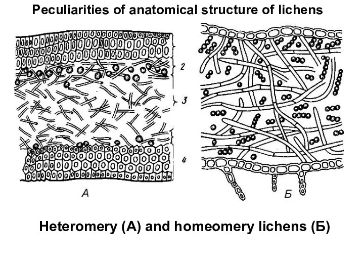 Peculiarities of anatomical structure of lichens Heteromery (А) and homeomery lichens (Б)
