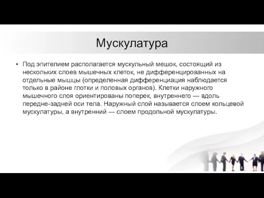 Мускулатура Под эпителием располагается мускульный мешок, состоящий из нескольких слоев