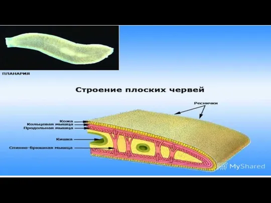 Строение Тело билатерально-симметричное, с четко выраженными головным и хвостовым концами,