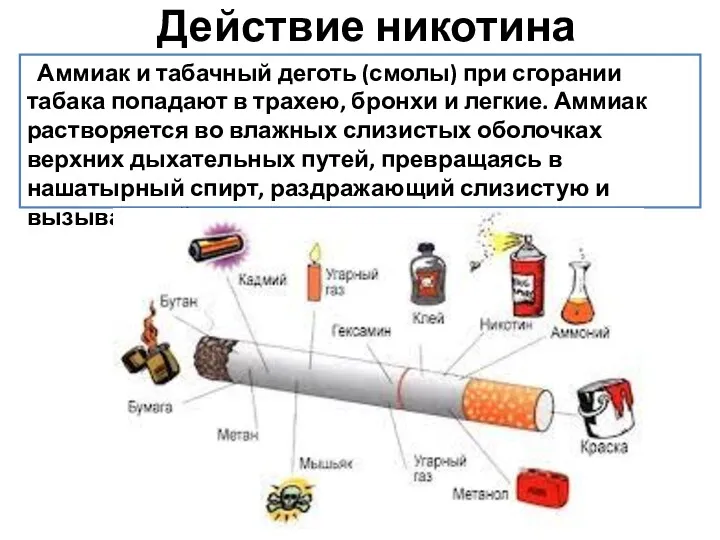 Действие никотина Аммиак и табачный деготь (смолы) при сгорании табака попадают в трахею,
