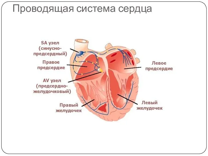 Проводящая система сердца