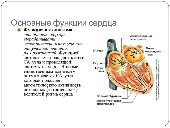 Основные функции сердца Функция автоматизма – способность сердца вырабатывать электрические