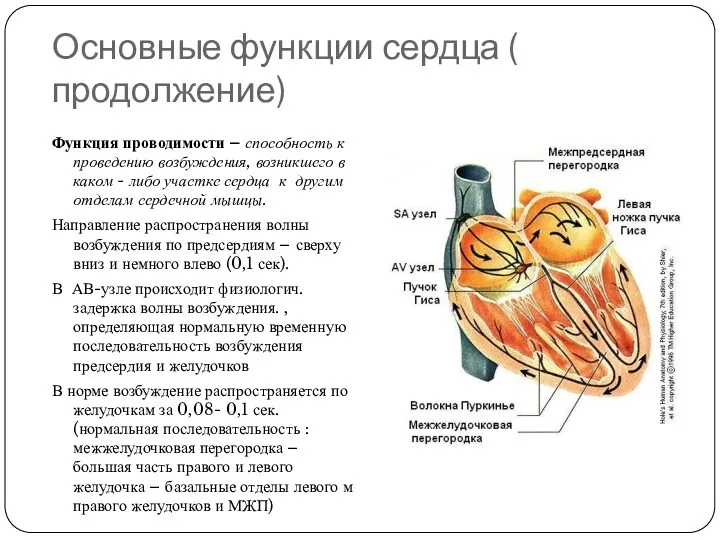 Основные функции сердца ( продолжение) Функция проводимости – способность к