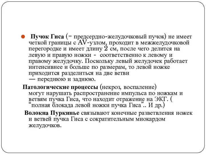 Пучок Гиса (= предсердно-желудочковый пучок) не имеет четкой границы с