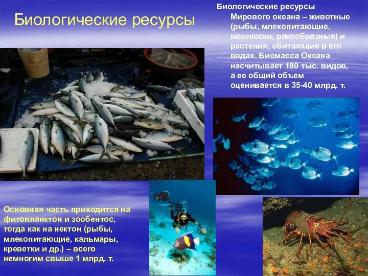 Биологические ресурсы Мирового океана – животные (рыбы, млекопитающие, моллюски, ракообразные)