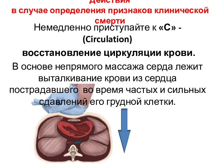 Действия в случае определения признаков клинической смерти Немедленно приступайте к