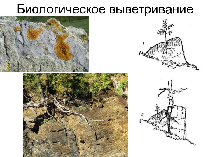 Биологическое выветривание