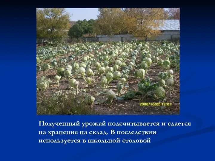 Полученный урожай подсчитывается и сдается на хранение на склад. В последствии используется в школьной столовой