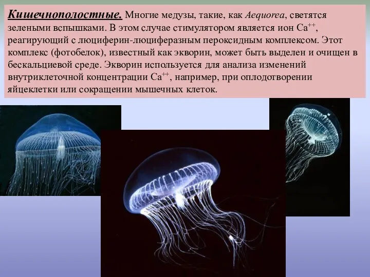 Кишечнополостные. Многие медузы, такие, как Aequorea, светятся зелеными вспышками. В