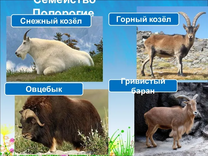 Семейство Полорогие Гривистый баран Горный козёл Снежный козёл Овцебык