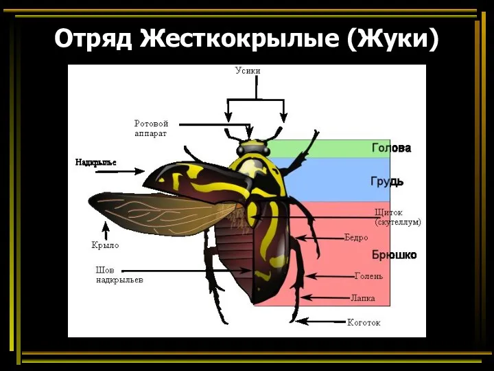 Отряд Жесткокрылые (Жуки)