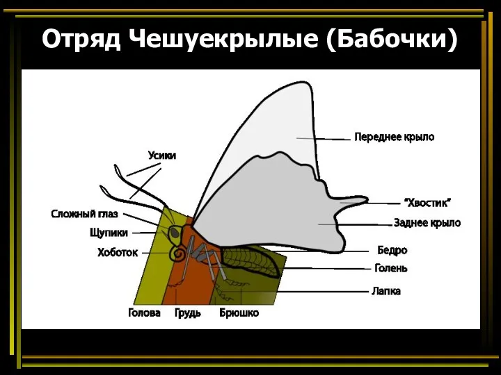 Отряд Чешуекрылые (Бабочки)