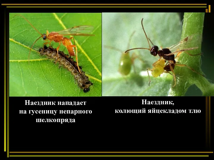 Наездник нападает на гусеницу непарного шелкопряда Наездник, колющий яйцекладом тлю