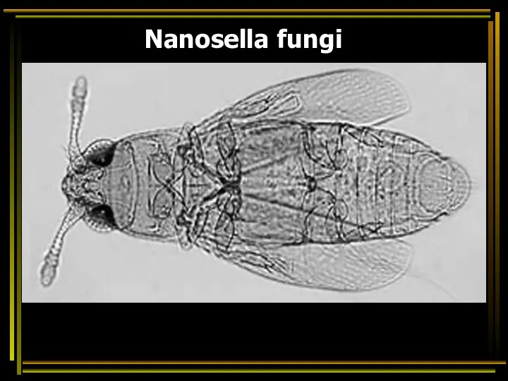 Nanosella fungi