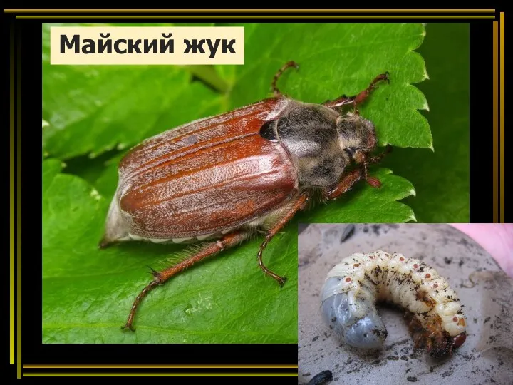 Майский жук