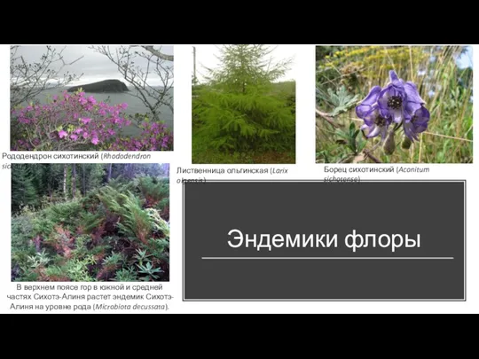 Эндемики флоры Борец сихотинский (Aconitum sichotense) Лиственница ольгинская (Larix olgensis)