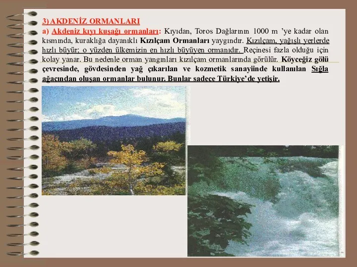 3) AKDENİZ ORMANLARI a) Akdeniz kıyı kuşağı ormanları: Kıyıdan, Toros