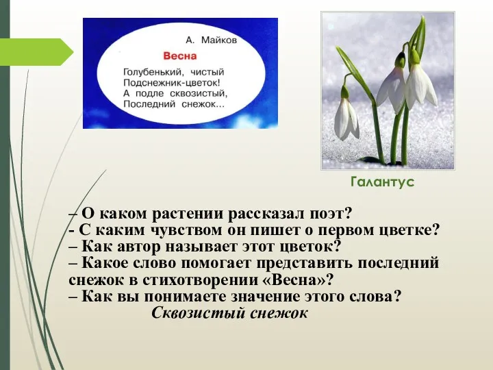 Галантус – О каком растении рассказал поэт? - С каким