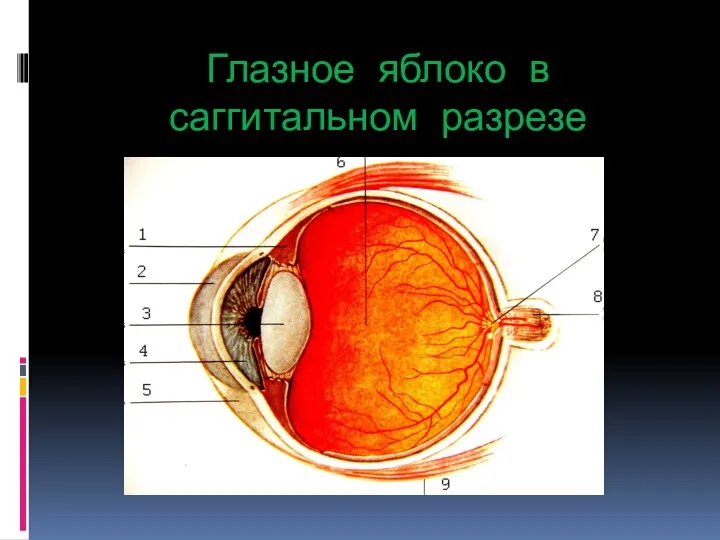 Глазное яблоко в саггитальном разрезе