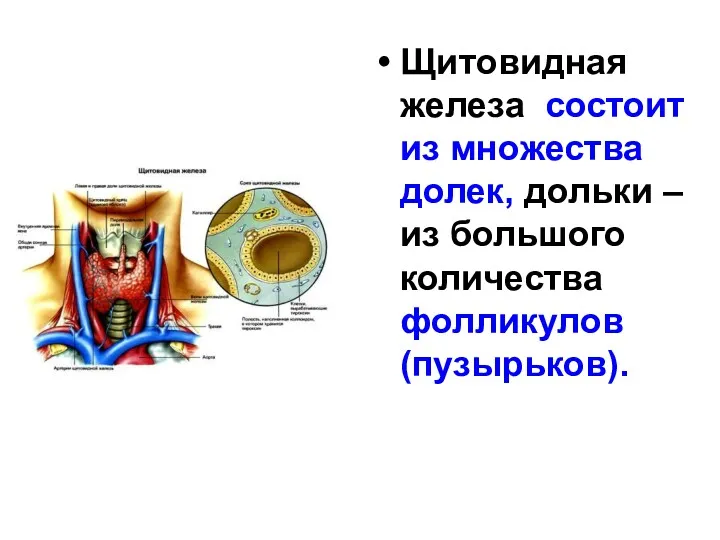 Щитовидная железа состоит из множества долек, дольки – из большого количества фолликулов (пузырьков).