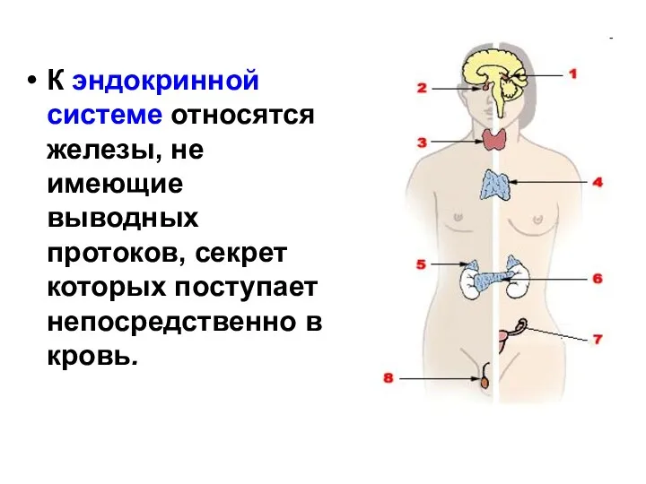 К эндокринной системе относятся железы, не имеющие выводных протоков, секрет которых поступает непосредственно в кровь.