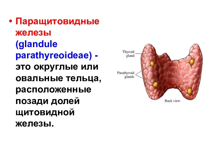 Паращитовидные железы (glandule parathyreoideae) - это округлые или овальные тельца, расположенные позади долей щитовидной железы.