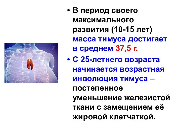 В период своего максимального развития (10-15 лет) масса тимуса достигает