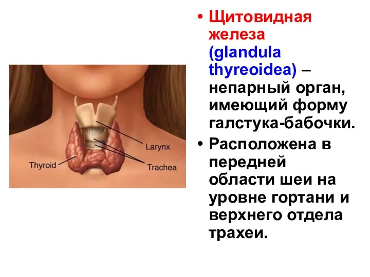 Щитовидная железа (glandula thyreoidea) – непарный орган, имеющий форму галстука-бабочки.