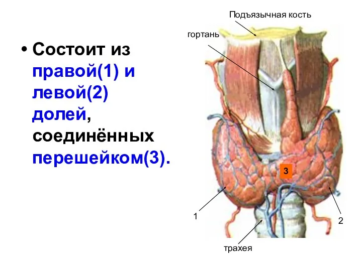 Состоит из правой(1) и левой(2) долей, соединённых перешейком(3). 3 1 2 трахея Подъязычная кость гортань