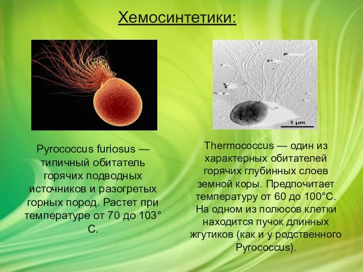 Pyrococcus furiosus — типичный обитатель горячих подводных источников и разогретых