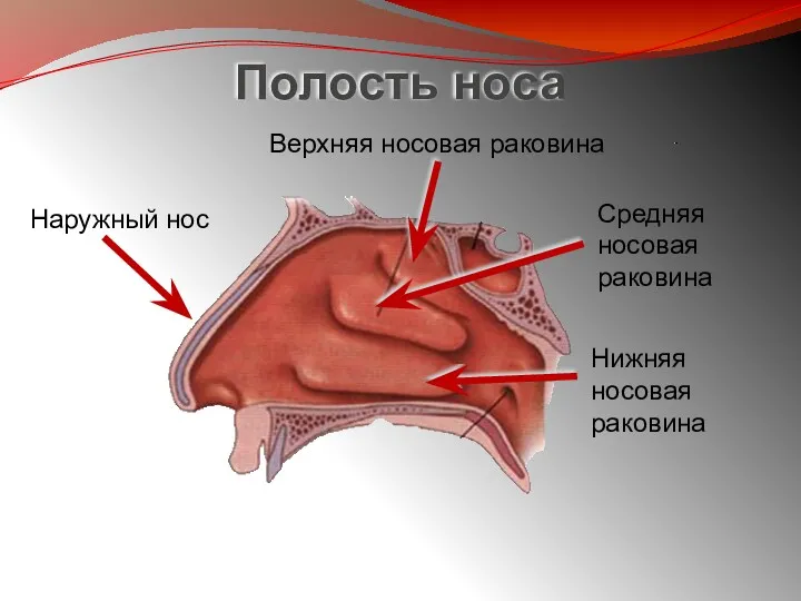 Полость носа Наружный нос Верхняя носовая раковина Средняя носовая раковина Нижняя носовая раковина