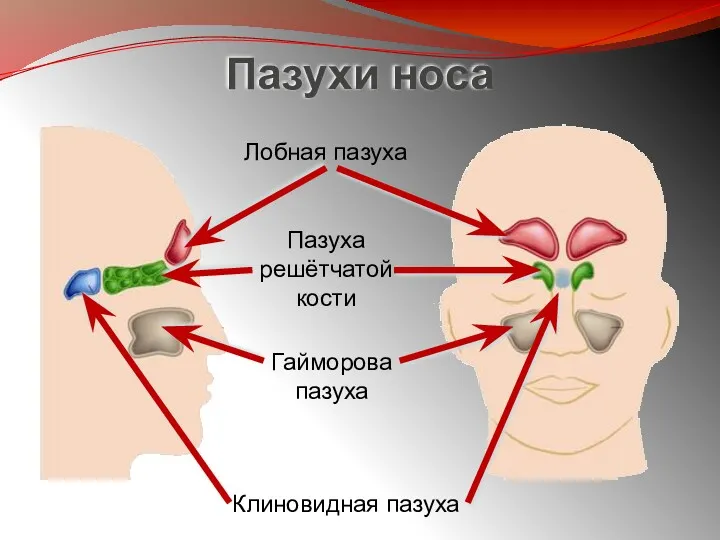 Пазухи носа Лобная пазуха Пазуха решётчатой кости Гайморова пазуха Клиновидная пазуха