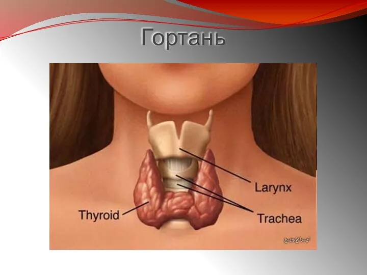 Гортань