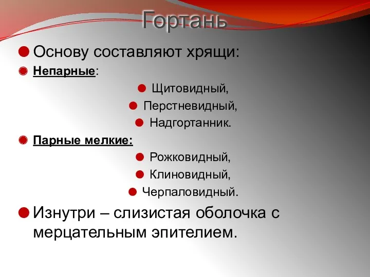 Гортань Основу составляют хрящи: Непарные: Щитовидный, Перстневидный, Надгортанник. Парные мелкие: