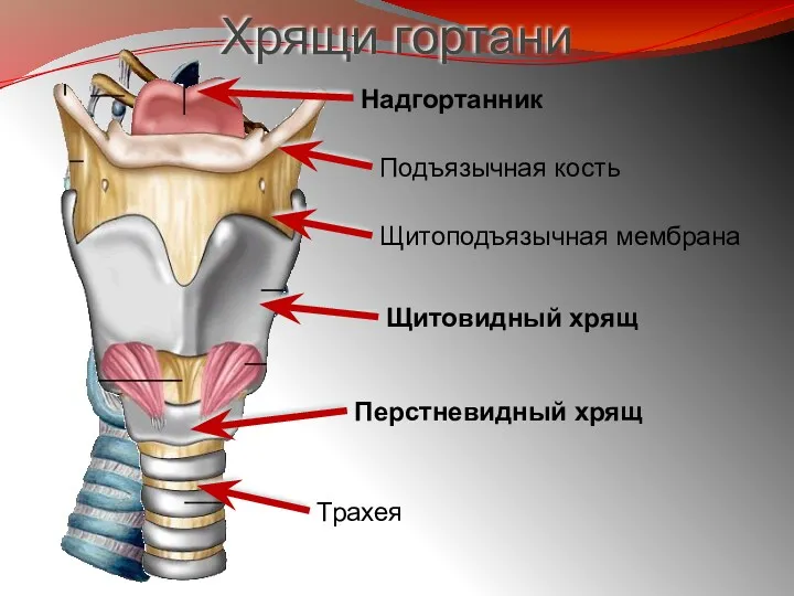 Хрящи гортани Надгортанник Подъязычная кость Щитоподъязычная мембрана Щитовидный хрящ Перстневидный хрящ Трахея