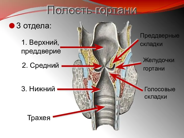 Полость гортани 3 отдела: 1. Верхний, преддверие 2. Средний 3.