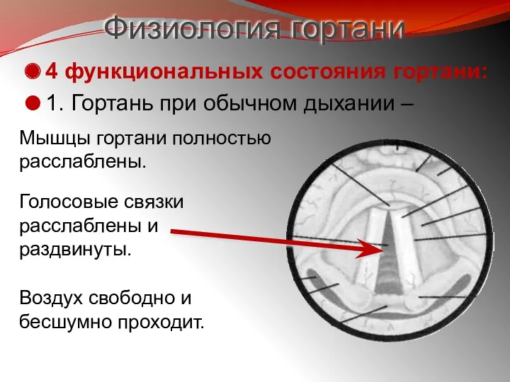 Физиология гортани 4 функциональных состояния гортани: 1. Гортань при обычном