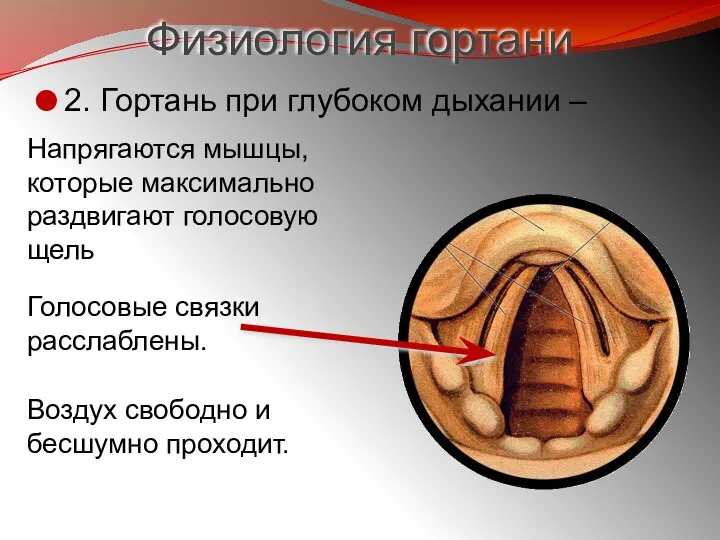 Физиология гортани 2. Гортань при глубоком дыхании – Напрягаются мышцы,