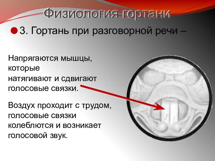 Напрягаются мышцы, которые натягивают и сдвигают голосовые связки. Воздух проходит