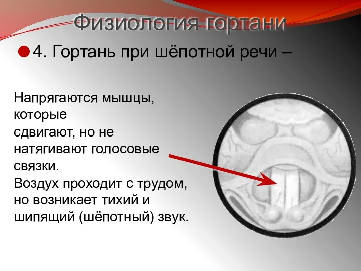 Напрягаются мышцы, которые сдвигают, но не натягивают голосовые связки. Воздух