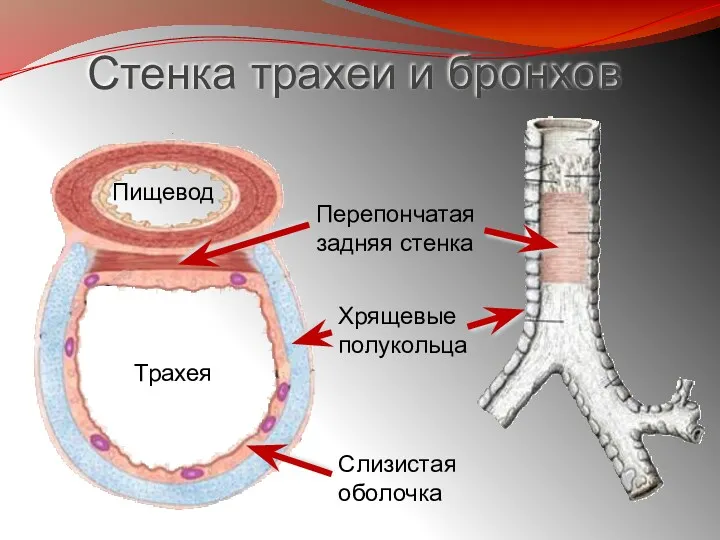 Стенка трахеи и бронхов Пищевод Трахея Хрящевые полукольца Слизистая оболочка Перепончатая задняя стенка